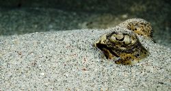 Hiding by Chris Wildblood 